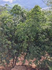Cornus hongkongensis
