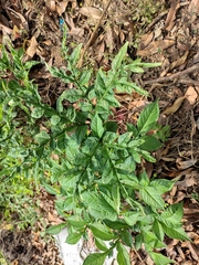Amorphophallus konjac