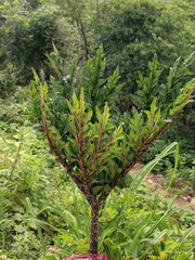 Amorphophallus konjac