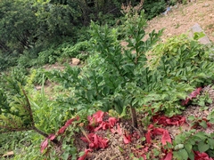 Amorphophallus konjac