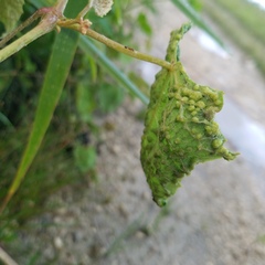 Daktulosphaira vitifoliae