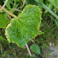 Daktulosphaira vitifoliae