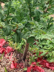 Amorphophallus konjac
