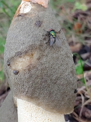 Phallus ravenelii