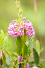 Kalmia polifolia