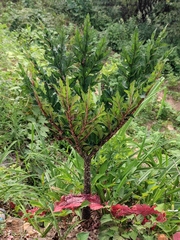 Amorphophallus konjac