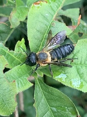 Megachile sculpturalis