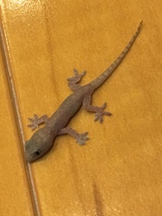 Hemidactylus frenatus