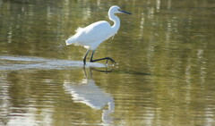 Egretta garzetta nigripes