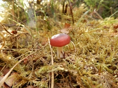Russula sanguinea