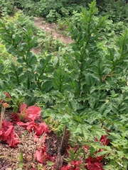 Amorphophallus konjac