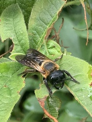 Megachile sculpturalis