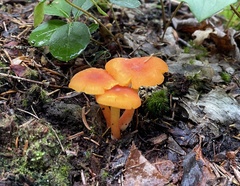 Hygrocybe cantharellus