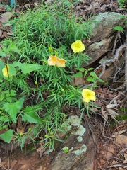 Oenothera hartwegii
