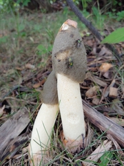 Phallus ravenelii