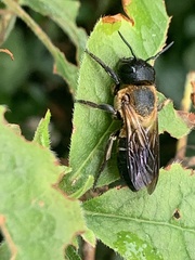 Megachile sculpturalis