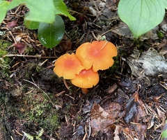 Hygrocybe cantharellus