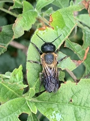 Megachile sculpturalis
