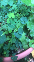 Oxalis stricta