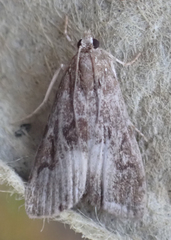 Elophila gyralis