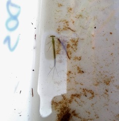 Lestidae