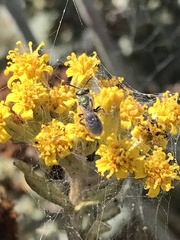 Halictus tripartitus