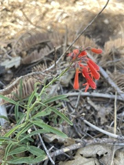 Penstemon rostriflorus