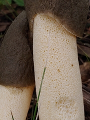 Phallus ravenelii