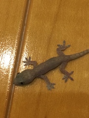 Hemidactylus frenatus