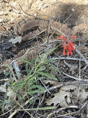 Penstemon rostriflorus