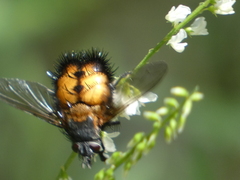 Paradejeania rutilioides
