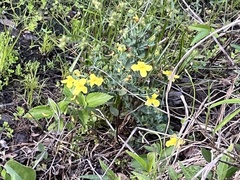 Hypericum tetrapetalum