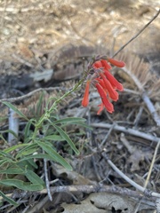 Penstemon rostriflorus