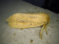 Globia oblonga