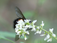 Paradejeania rutilioides