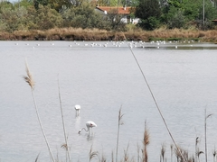Phoenicopterus roseus