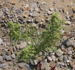 Artemisia campestris