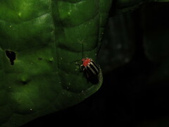 Disonycha glabrata
