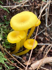 Gloioxanthomyces nitidus