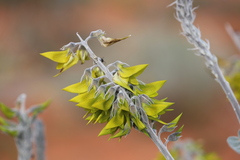 Crotalaria cunninghamii