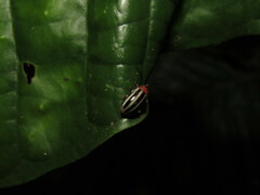 Disonycha glabrata