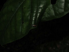 Disonycha glabrata