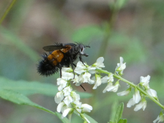 Paradejeania rutilioides