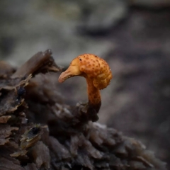Ophiocordyceps variabilis