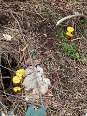 Gloioxanthomyces nitidus