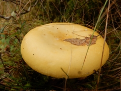 Russula claroflava