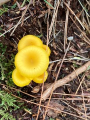 Gloioxanthomyces nitidus