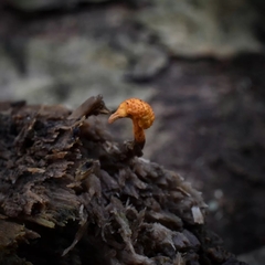 Ophiocordyceps variabilis