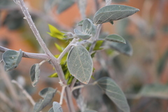 Crotalaria cunninghamii
