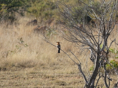 Upupa epops africana